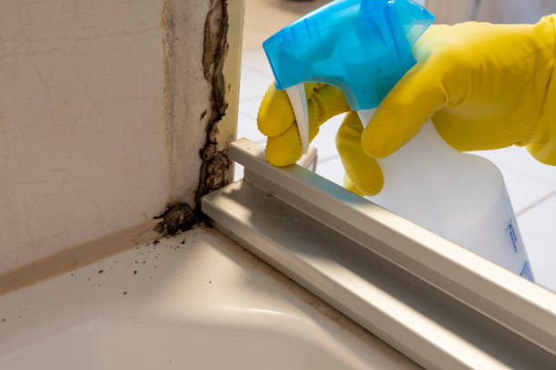 Best DIY Mold Remediation Support Services in Merrick, NY