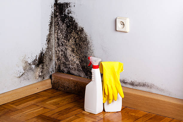 Professional Mold Remediation in Merrick, NY