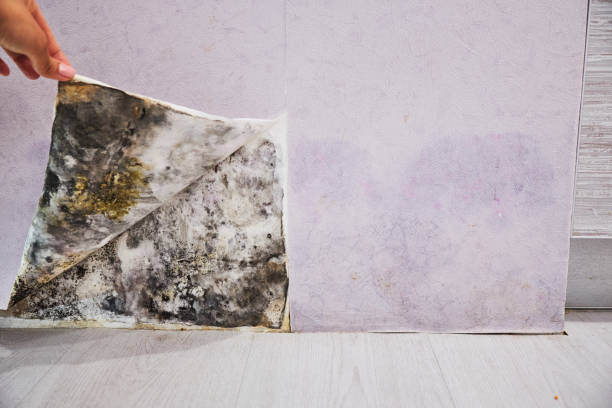 Best Mold Testing and Inspection Services in Merrick, NY